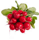 EDEKA Frischemarkt Drochtersen - Radieschen Angebot im Prospekt Radieschen bei EDEKA Frischemarkt im Drochtersen Prospekt für 0,79 €