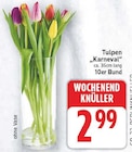 Tulpen 'Karneval' für 2,99 € bei E center im Angebot Tulpen 'Karneval' im aktuellen E center Prospekt