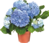 HORTENSIA - GARDENLINE - Aldi à Pau HORTENSIA - GARDENLINE en promo chez Aldi Pau à 5,99 €