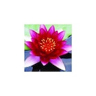 Promo Nénuphar 3L rouge à 24,99 € dans le catalogue Botanic à La Ravoire