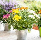 Chrysanthemen Trio im Angebot bei Garten-Center Nordharz GmbH & Co. KG in Wolfsburg Chrysanthemen Trio Angebote bei Garten-Center Nordharz GmbH & Co. KG Wolfsburg für 2,99 €
