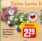 Aktuelles Sommerjasmin oder Petunie »Raintastic« Angebot bei REWE in Heidelberg ab 2,29 €