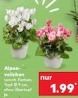 Alpenveilchen im Angebot bei Kaufland in Dresden Alpenveilchen Angebote bei Kaufland Dresden für 1,99 €