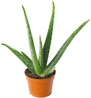 Aloe Vera für 2,99 € bei Netto mit dem Scottie im Angebot Aloe Vera im aktuellen Netto mit dem Scottie Prospekt