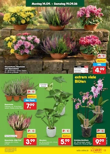 Blumen im aktuellen Netto Marken-Discount Prospekt (Cottbus) Blumen im Netto Marken-Discount Prospekt "Aktuelle Angebote" mit 67 Seiten (Cottbus)