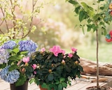 Aktuelles Bio-Obstbäume Angebot bei Zimmermann in Bremen ab 12,99 €