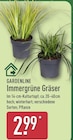 Immergrüne Gräser Angebot im ALDI Nord Prospekt Immergrüne Gräser im ALDI Nord Prospekt zum Preis von 2,99 €