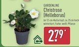 Christrose (Helleborus) Angebote von Gardenline bei ALDI Nord Detmold für 2,79 €