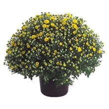 Herbst-Chrysantheme Höhe ca. 40 cm Topf-Ø ca. 19 cm Chrysanthemum indicum Angebot in Katzenbach b Rockenhausen im aktuellen Prospekt bei OBI in Katzenbach b Rockenhausen