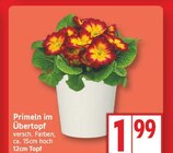 Primeln im Übertopf im EDEKA Prospekt Primeln im Übertopf von im aktuellen EDEKA Prospekt für 1,99 €