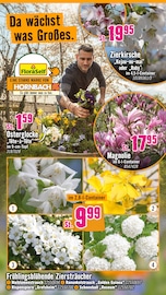 Hortensie im Hornbach Prospekt in Nürnberg Aktueller Hornbach Prospekt mit Hortensie, "Ran ans PROJEKT. Es ist schon Pflanzzeit.", Seite 2