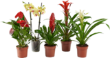 FOIRE AUX PLANTES EXOTIQUES - SANS MARQUE - Auchan Supermarché à Nanterre FOIRE AUX PLANTES EXOTIQUES - SANS MARQUE en promo chez Auchan Supermarché Nanterre à 6,49 €