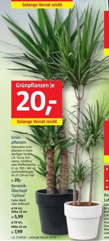 Grünpflanzen oder Übertopf bei BAUHAUS in Bergheim Grünpflanzen oder Übertopf im Angebot bei BAUHAUS Bergheim für 20,00 €