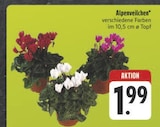 Alpenveilchen im Angebot bei E center in Weiden Alpenveilchen Angebote bei E center Weiden für 1,99 €