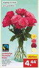 Aktuelles großköpfige Hochland Rosen Angebot bei Netto Marken-Discount in Bremen ab 4,44 €