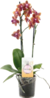 Duft-Orchidee (Phalaenopsis 'Bolgheri') im Globus-Baumarkt Prospekt Duft-Orchidee (Phalaenopsis 'Bolgheri') von im aktuellen Globus-Baumarkt Prospekt für 14,99 €