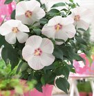 Riesenhibiskus "Extreme" im Angebot bei Hornbach in Osnabrück Riesenhibiskus "Extreme" Angebote bei Hornbach Osnabrück für 13,95 €