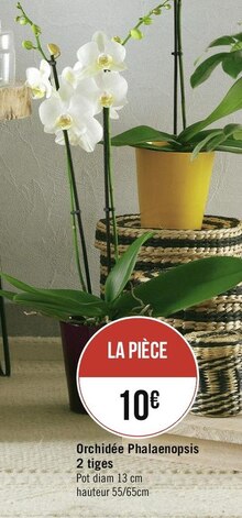 Fleurs - Géant Casino Fleurs à 10,00 € dans le catalogue Géant Casino "Direction la rentrée… Par ici les promos !"