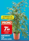 Plante Verte Pot 17 cm en promo chez Netto Quimper à 7,99 €