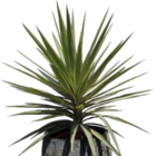 Yucca jewel en promo chez LaMaison.fr Valence à 49,90 €