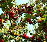 Aktuelle Äpfel Angebote bei Garten-Center Nordharz GmbH & Co. KG in Hildesheim Aktuelles Apfel Angebot bei Garten-Center Nordharz GmbH & Co. KG in Hildesheim ab 14,99 €