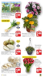 Aktueller EDEKA Prospekt mit Salat, "Aktuelle Angebote", Seite 5