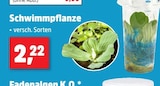 Schwimmplanze im aktuellen Thomas Philipps Prospekt
