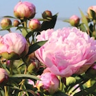 Outdoor-Pflanzen Angebote bei Wreesmann Cuxhaven für 8,99 €