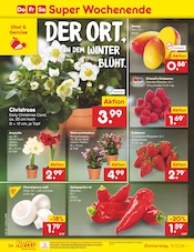 Aktueller Netto Marken-Discount Prospekt mit Kakteen, "Aktuelle Angebote", Seite 41