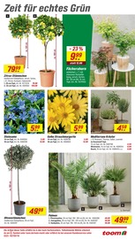 Palme im toom Baumarkt Prospekt in Minden Aktueller toom Baumarkt Prospekt mit Palme, "Respekt, wer's selber macht.", Seite 3
