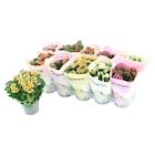 Kalanchoe en promo chez Carrefour Angers à 3,49 €