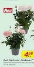 Duft-Topfrosen RosAroma im aktuellen toom Baumarkt Prospekt