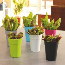 Plante carnivore en pot - Aldi à Montpellier Plante carnivore en pot en promo chez Aldi Montpellier à 2,99 €