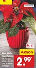 Mini Weihnachtsstern im Angebot bei Netto Marken-Discount in Kiel Mini Weihnachtsstern Angebote bei Netto Marken-Discount Kiel für 2,99 €