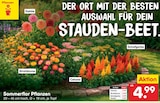 Aktuelles Sommerflor Pflanzen Angebot bei Netto Marken-Discount in Jena ab 4,99 €