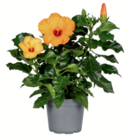 Hibiskus Angebote bei toom Baumarkt Mainz für 15,99 €