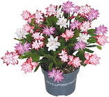 Netto mit dem Scottie Lutherstadt Eisleben - Schlumbergera Weihnachtskaktus Angebot im Prospekt Schlumbergera Weihnachtskaktus bei Netto mit dem Scottie im Lutherstadt Eisleben Prospekt für 4,99 €