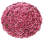 Hornbach Lüneburg - Chrysantheme Aduro Angebot im Prospekt Chrysantheme Aduro bei Hornbach im Lüneburg Prospekt für 7,29 €
