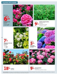 Offre Rosier dans le catalogue Auchan Hypermarché du moment à la page 48