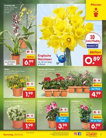 Orchidee im Netto Marken-Discount Prospekt "Aktuelle Angebote" mit 60 Seiten (Dresden)