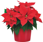 Weihnachtsstern (Euphorbia Pulcherrima) Angebote von Grow by Obi bei OBI Göppingen für 3,99 €