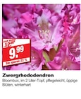 Zwergrhododendron im Angebot bei bauSpezi in Erlangen Zwergrhododendron Angebote bei bauSpezi Erlangen für 9,99 €