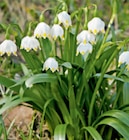 Aktuelles Märzenbecher Angebot bei toom Baumarkt in Erlangen ab 5,99 €