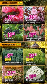 Heckenpflanzen im Hornbach Prospekt in Leipzig Aktueller Hornbach Prospekt mit Heckenpflanzen, "Dir ist vieles Latte. Nur nicht Dein Garten.", Seite 15