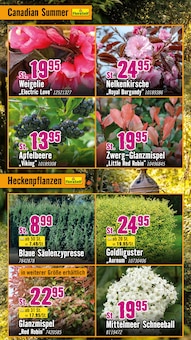 Pflanzen im Hornbach Prospekt "Dir ist vieles Latte. Nur nicht Dein Garten." mit 33 Seiten (Leipzig)