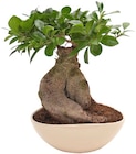 Penny Reinbek - Ginseng-Bonsai Angebot im Prospekt Ginseng-Bonsai bei Penny im Reinbek Prospekt für 9,99 €