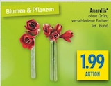Amaryllis im Angebot bei diska in Chemnitz Amaryllis Angebote bei diska Chemnitz für 1,99 €