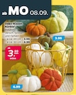 Deko-Kissen Kürbis für 3,99 € bei Netto mit dem Scottie im Angebot Deko-Kissen Kürbis im aktuellen Netto mit dem Scottie Prospekt
