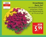 Chrysanthemen Busch 'Trio' im Angebot bei Marktkauf in Erlangen Chrysanthemen Busch 'Trio' Angebote von Franken bei Marktkauf Erlangen für 5,99 €