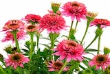 PURPUR-SONNENHUT 'BUTTERFLY KISSES' im Dehner Garten-Center Prospekt PURPUR-SONNENHUT 'BUTTERFLY KISSES' von im aktuellen Dehner Garten-Center Prospekt für 9,99 €